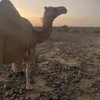 بكره حمرا ملاقي للبيع