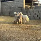 حريات