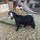 عارضيه حايل شحم