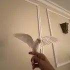 كروان البينو متكلم