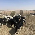 طليان نجد