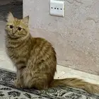 قط منزلي طويل الشعر.