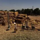 وز عراقي