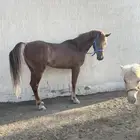 حصان مصري بيور