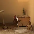 ديك بلدي