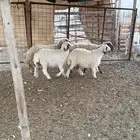 نعيم رغايث متابيع