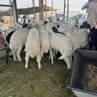 خرفان