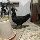 دجاجة للبيع