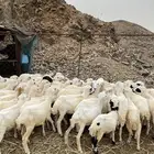 رخال رفيديات