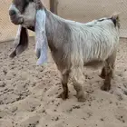 للبيع جذع عارضي اصفر نادر