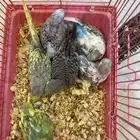 عاجل فروخ طيور حب غر