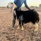شياه نجد
