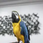 ببغاء مكاو قولد اند بلو اليف متكلم