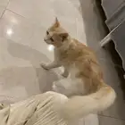 قط شيرازي أليف جدا ومتعلم على الحمام المنزلي