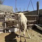 قعود للبيع