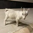 تيس قزم