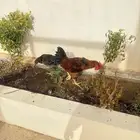 دجاج أحمر أمريكي سلالة الرود اسلند سلالة غزيرة بالبيض