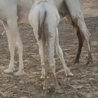قعدان قصب طيبات مغلقات شحم تحت امهاتهن اعمارهن 7 شهور