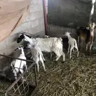عنز بيشيه معها تيسين