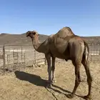 للبيع جمل احمر ادهم