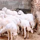 خرفان مناسبات