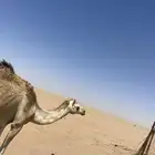 بكره جذعه طيبه