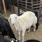 خروف اللبيع عمره جذع سمين