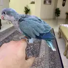 ببغاء كويكر ( فرخ غر ) ( تم البيع )