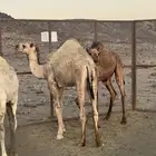 قعود للبيع