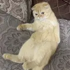 قطتين للتبني