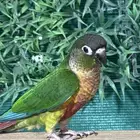 كنيور يلوسايد رد فاكتور اليف وهدد تم البيع