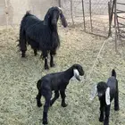 عنز حدرها اثنين تيوس