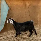 معزا مضاريع