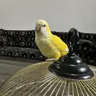 كويكر البينو اليف جدا