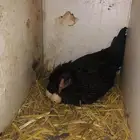 اعرض لكم دجاجه باكستانيه راجنه علا البيض