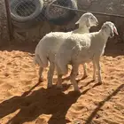 هرافى طلي ورخل