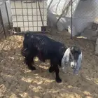 عنز عرضيه طيبه سديس مع الديس مادري مضرع ول حايل