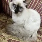 قطة للتبني