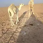 قعود