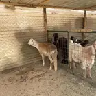 سواكني جذع مربى