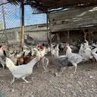 للبيع دجاج بياض