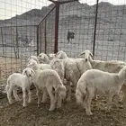 ضان ولد حبص