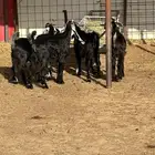 تيوس عوارض بريه