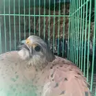 طير بأشق للبيع