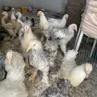 فراخ براهما