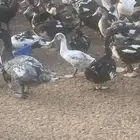 بط بح