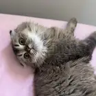 قطه للبيع