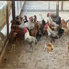 دجاج بلدي