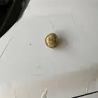 حجر عقيق