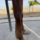 حصان شعبي